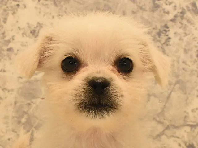 熊本県のハーフ犬・ミックス犬 (ペッツワン熊本宇土店/2025年2月23日生まれ/女の子/ホワイト)の子犬